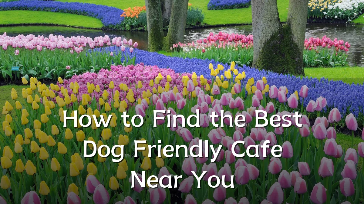 How to Find the Best Dog Friendly Cafe Near You