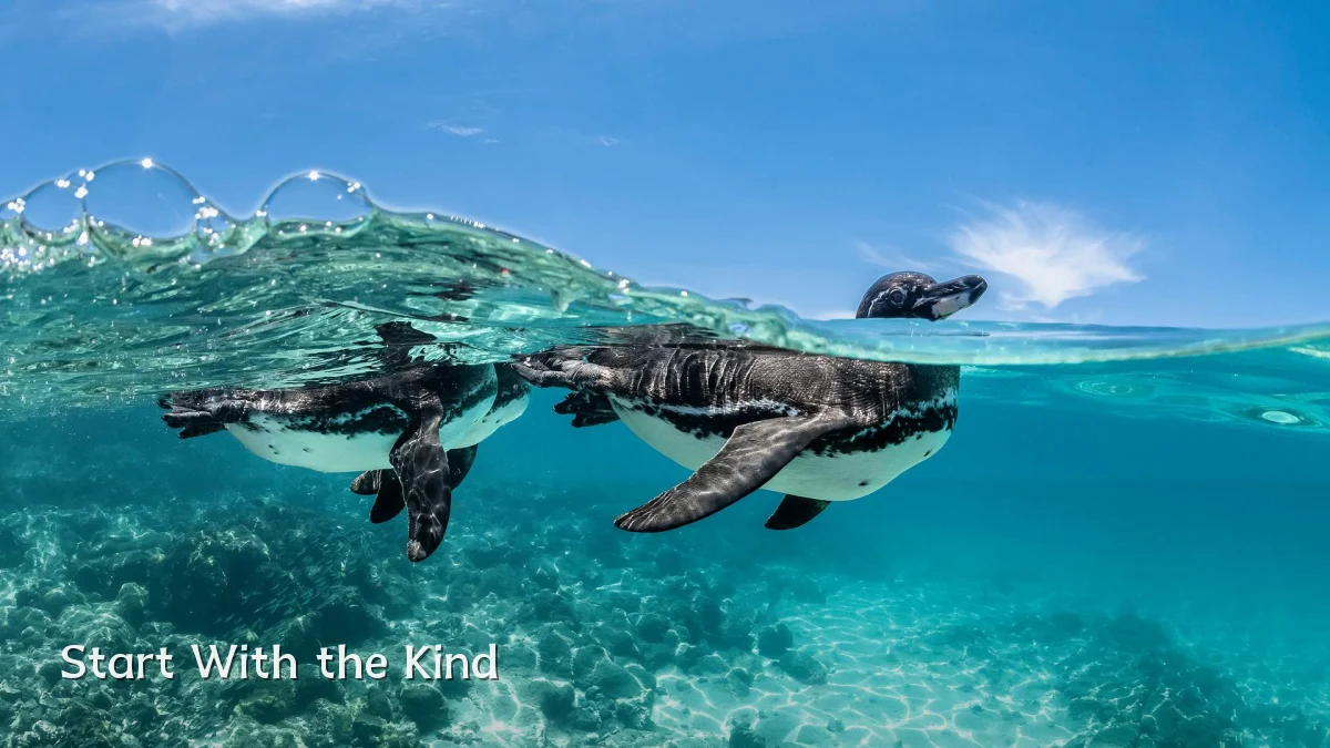Start With the Kind