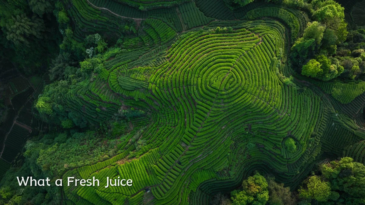 What a Fresh Juice