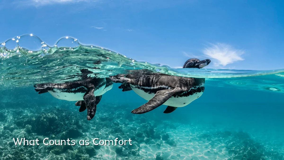 What Counts as Comfort