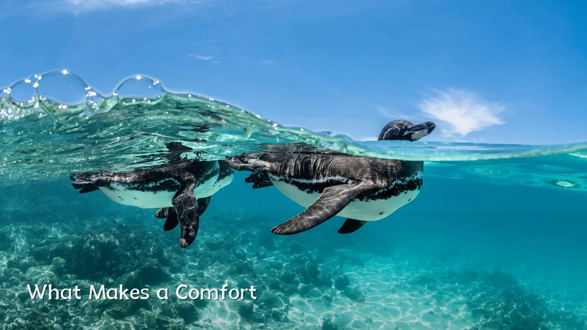 What Makes a Comfort
