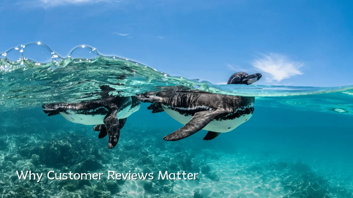 Why Customer Reviews Matter
